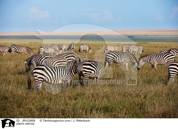 Steppenzebras / plains zebras / JR-02868