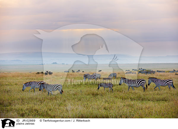 plains zebras / JR-02869