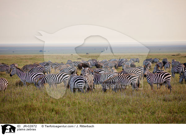 Steppenzebras / plains zebras / JR-02872