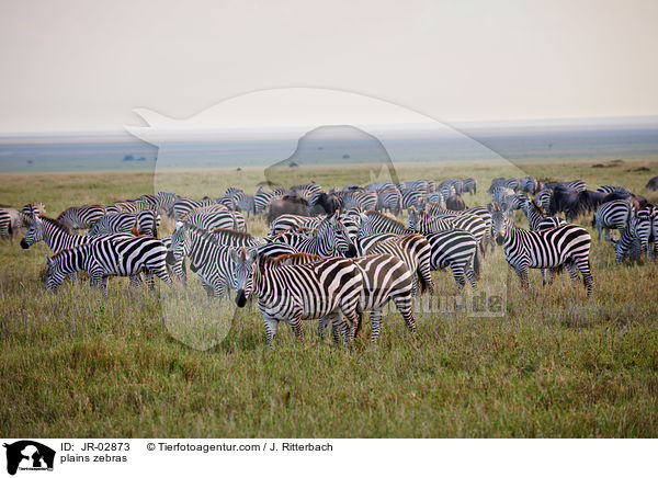 Steppenzebras / plains zebras / JR-02873