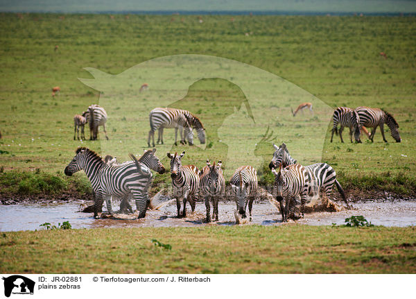 plains zebras / JR-02881