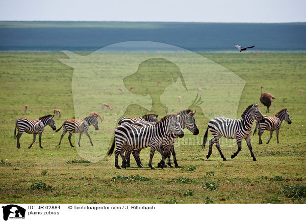 Steppenzebras / plains zebras / JR-02884