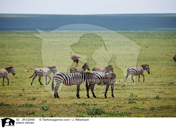 Steppenzebras / plains zebras / JR-02885