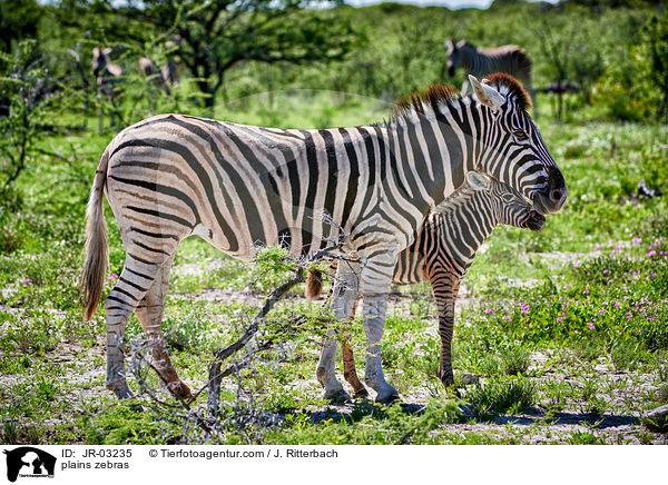 plains zebras / JR-03235
