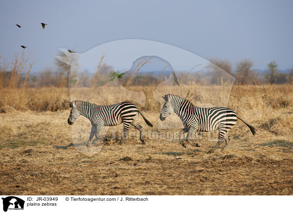 plains zebras / JR-03949