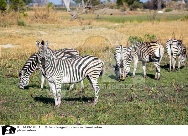 Steppenzebras / plains zebras / MBS-19001