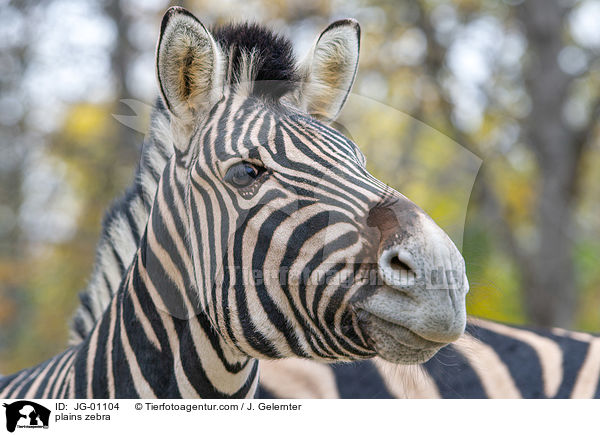 Steppenzebra / plains zebra / JG-01104