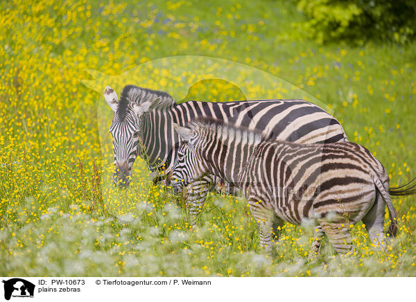 Steppenzebras / plains zebras / PW-10673