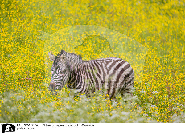 plains zebra / PW-10674