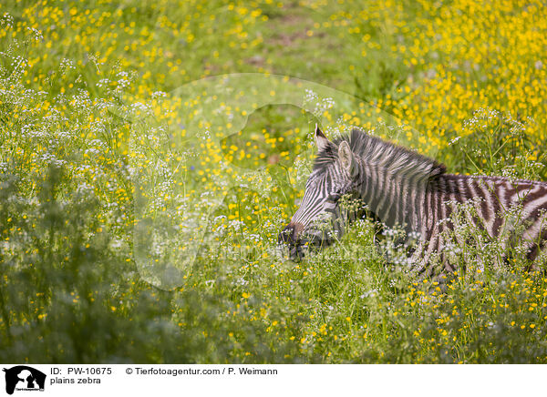 plains zebra / PW-10675