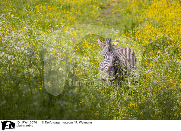 Steppenzebra / plains zebra / PW-10676