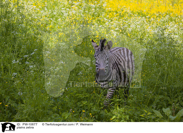 Steppenzebra / plains zebra / PW-10677