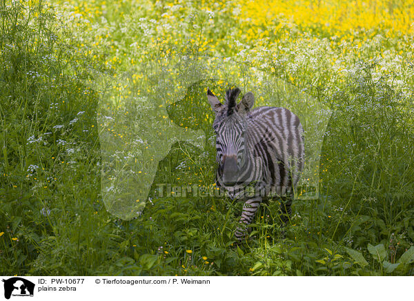 plains zebra / PW-10677