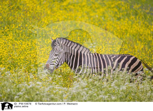 Steppenzebra / plains zebra / PW-10678