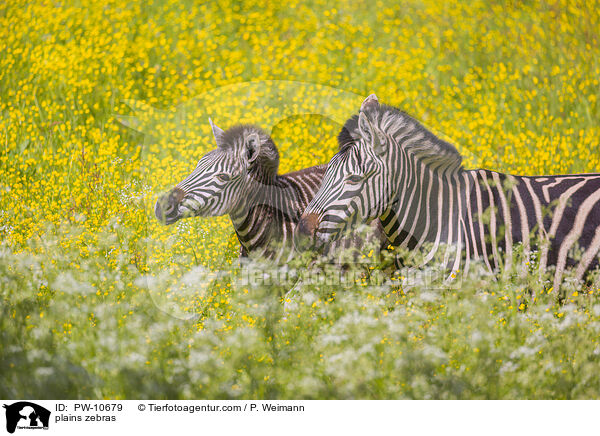 Steppenzebras / plains zebras / PW-10679