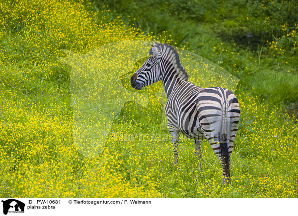Steppenzebra / plains zebra / PW-10681