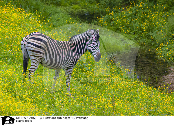 Steppenzebra / plains zebra / PW-10682