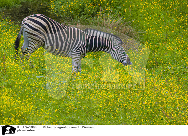 Steppenzebra / plains zebra / PW-10683