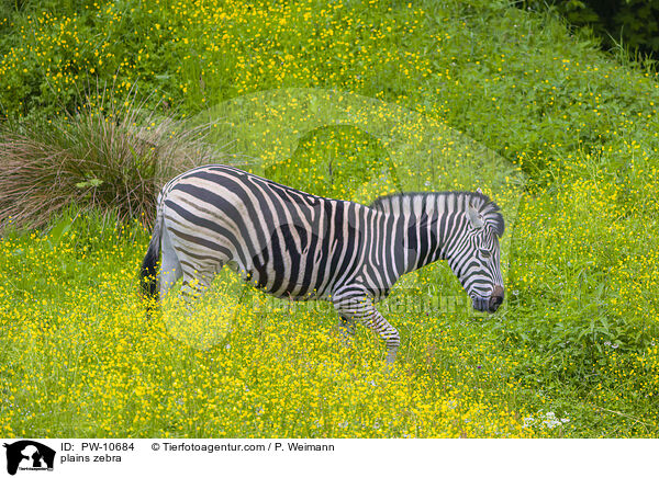 Steppenzebra / plains zebra / PW-10684