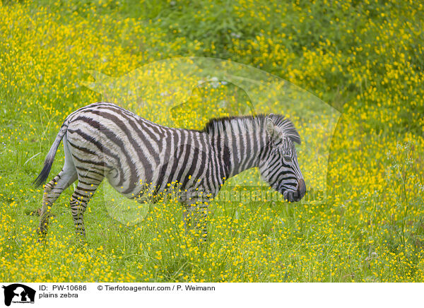 plains zebra / PW-10686