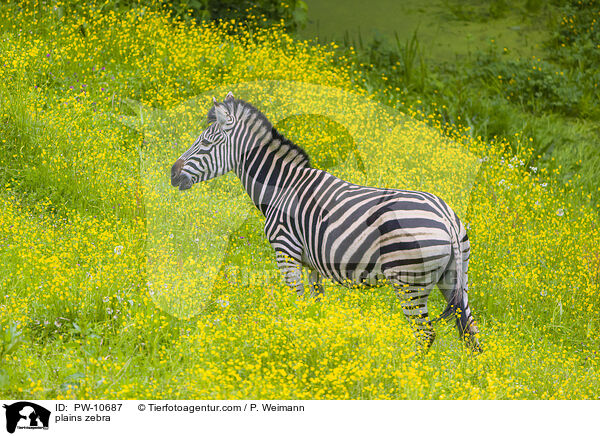 Steppenzebra / plains zebra / PW-10687