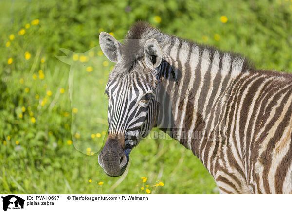 Steppenzebra / plains zebra / PW-10697