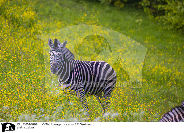 plains zebra / PW-10698