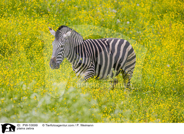 Steppenzebra / plains zebra / PW-10699