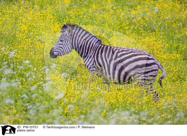 Steppenzebra / plains zebra / PW-10701