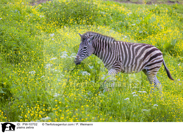 Steppenzebra / plains zebra / PW-10702