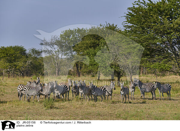 Steppenzebras / plains zebra / JR-05156