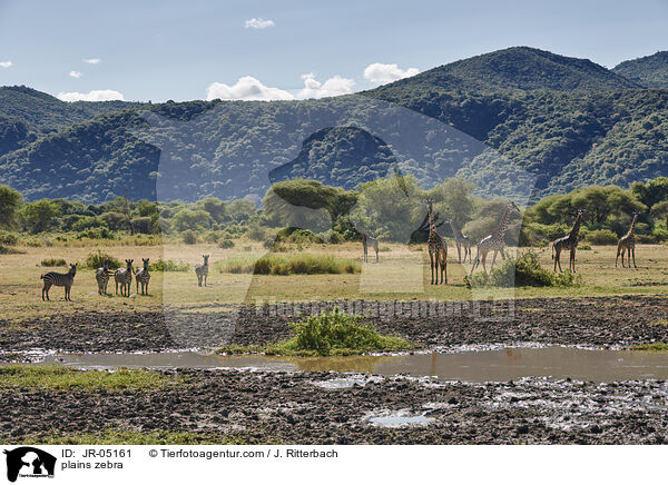 Steppenzebras / plains zebra / JR-05161