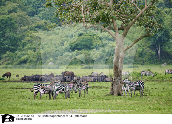 Steppenzebras / plains zebra / JR-05163