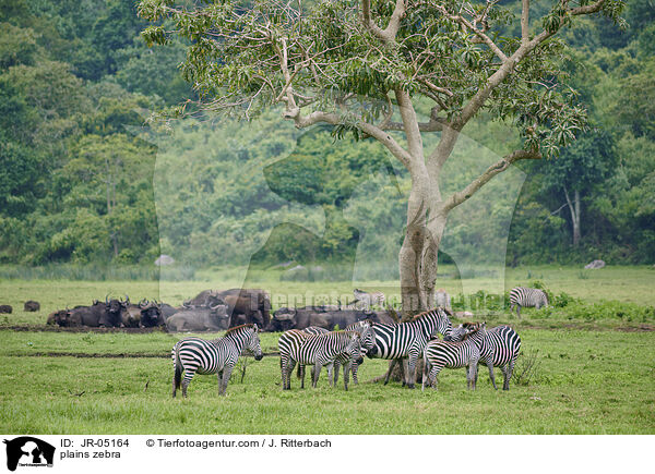 Steppenzebras / plains zebra / JR-05164