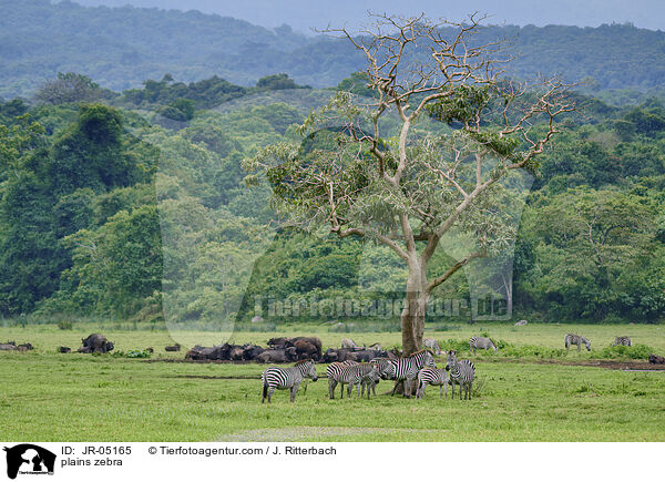 plains zebra / JR-05165