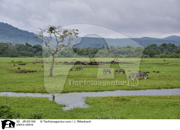 Steppenzebras / plains zebra / JR-05166