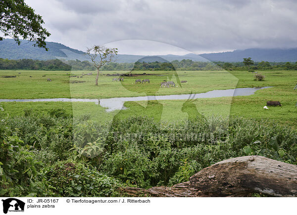 Steppenzebras / plains zebra / JR-05167