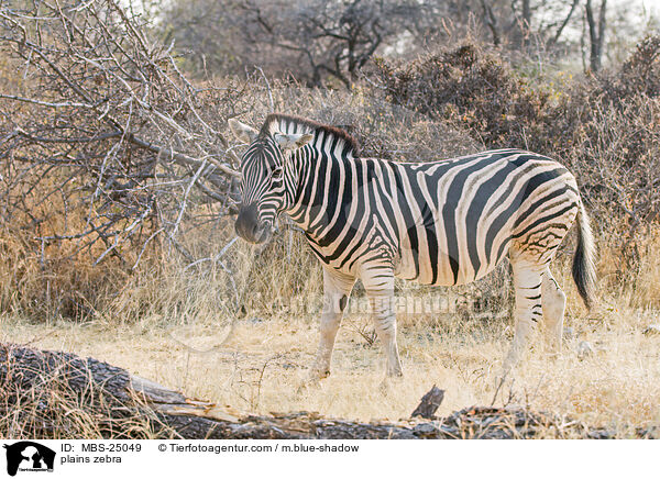 plains zebra / MBS-25049