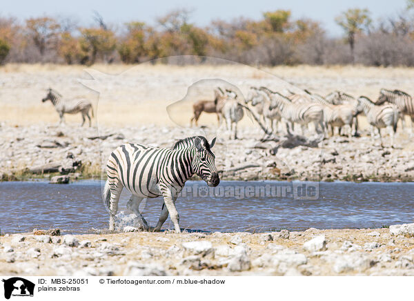 Steppenzebras / plains zebras / MBS-25051