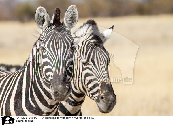 Steppenzebras / plains zebras / MBS-25069