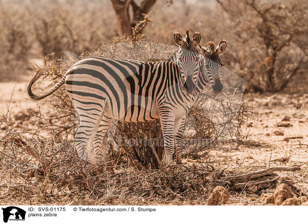plains zebra / SVS-01175