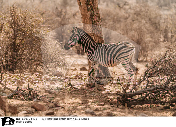 plains zebra / SVS-01178