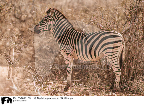 Steppenzebra / plains zebra / SVS-01183