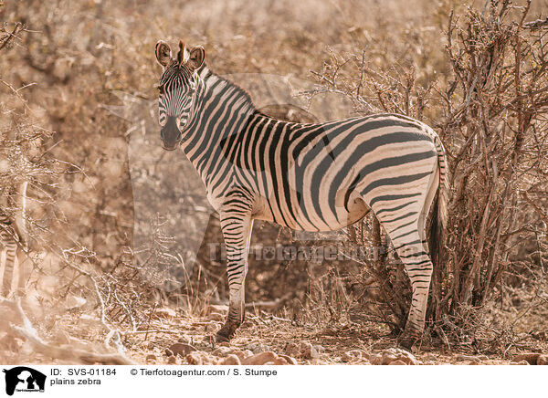 plains zebra / SVS-01184