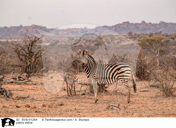 Steppenzebra / plains zebra / SVS-01264