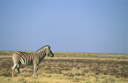 plains zebra