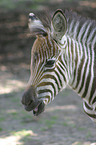 plains zebra