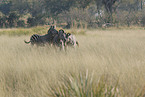 plains zebra