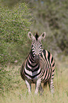 plains zebra