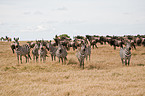 plains zebras